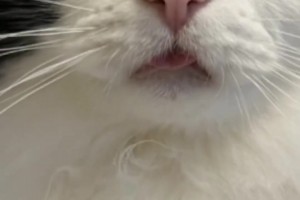 一个时代的回忆！那些年的贝克汉姆和维多利亚！