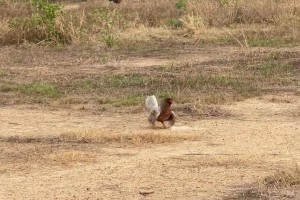 冠军之心， 临战无退！蓉城球迷在训练场外为球队助威呐喊！