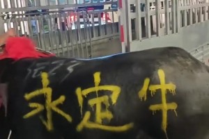 父女互动！王大雷社媒发布与女儿一起跳舞，调侃道：一点天赋没有